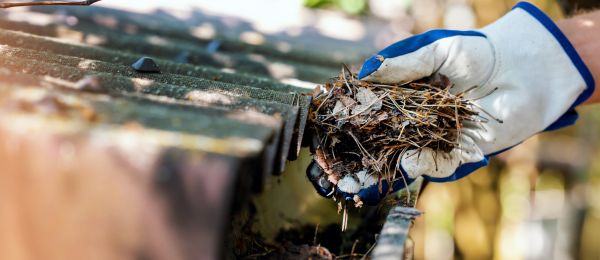 Pine Needle Gutter Cleaning in Panama City Beach